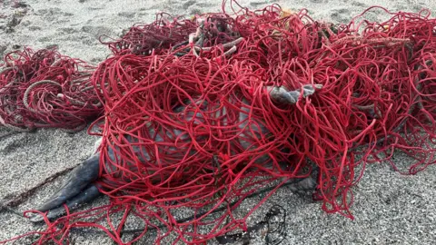 A grey seal tangled up in red netting on a Cornish beach. The seal is barely visible from the netting.