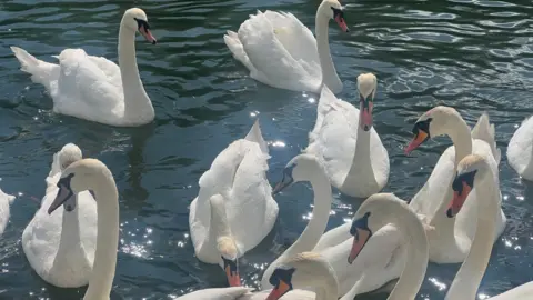 Nine swans swimming on a lake close to the camera on a sunny day. The light is twinkling on the water.