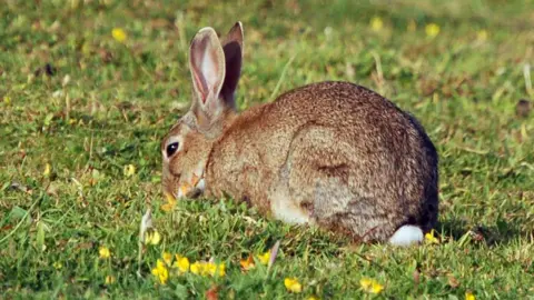 A wild rabbit crouches in short green and light brown grass, eating the vegetation among scattered yellow buttercup flowers. The rabbit's brown-grey fur blends with the natural surroundings, and its large ears stand upright. 