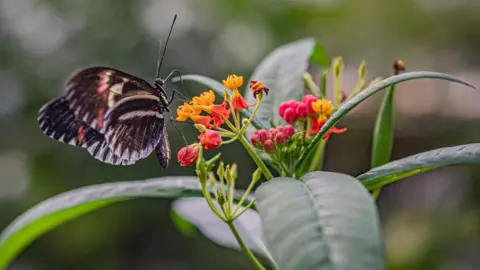 A butterfly on a pink and orange flower