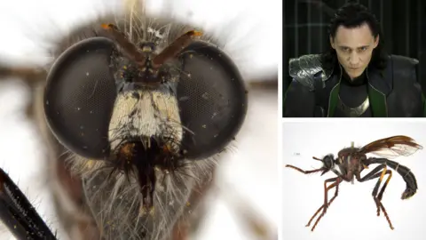 Shutterstock/Csiro The Loki fly, or Daptolestes illusiolautus, meaning elegant deception