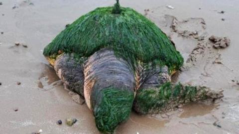 Loggerhead turtle washed up on Walney Island