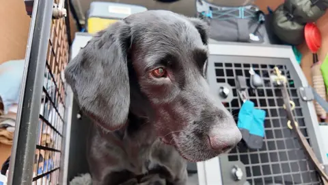 Tico, an eight-year-old black Labrador cross Cocker Spaniel, who is one of the dogs that detect water leaks, is peaking out of a carrier box.