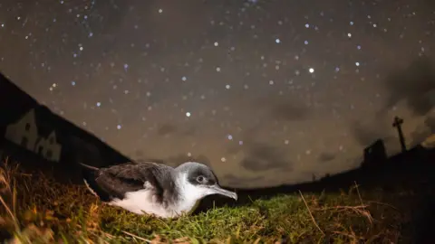 Ben Porter Manx Shearwater beneath the stars