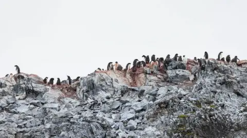 Royal Navy A colony of Adelie penguins on Jingle Island.