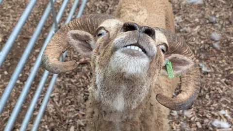 A sheep with horns and a big nose with its head upturned and its teeth showing. It is inside a pen with metal fencing around it