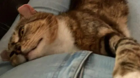RSPCA A domestic short-hair cat with brown, white and black fur markings lying down on the legs of his new owner, who is wearing jeans.