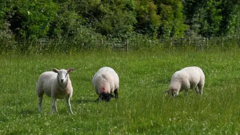 Three sheep are in a field, two are eating grass while one is looking up at the camera. There is a fence and some trees in the distance
