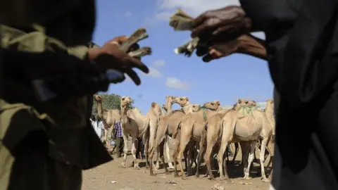 Getty Images Camels in Somalia