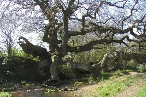 Woodland Trust/PA Media Dragon tree