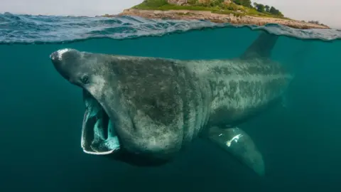 Alexander Mustard/WWF Basking shark