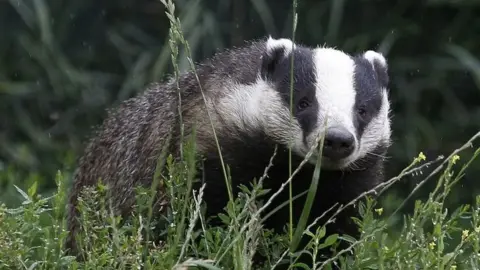 Reuters Badger