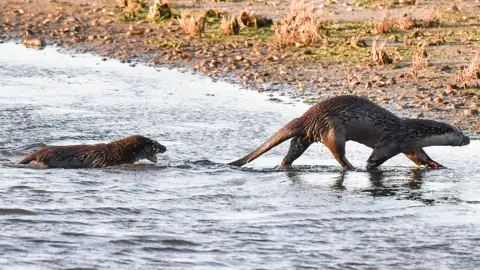 Lyn Clarkson Otters at play on the Norfolk Wildlife Trust reserve at Cley Marsh