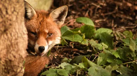 Cameron Stewart A fox curled up on the ground behind a tree trunk looks up