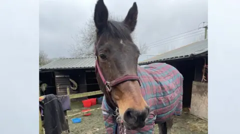 Horse owner/HIWFRS A brown horse in a yard with a blanket over her back