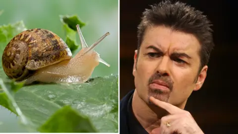 An edited image shows a snail on a leaf on the left, and a close-up of singer George Michael on the right
