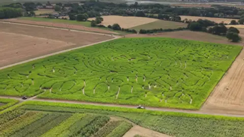 Field of maize