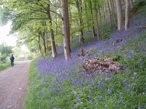 Graham Bullough Bluebells on a grassy bank in a forest with a path running alongside the trees