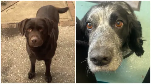 A chocolate labrador and black and white spaniel.