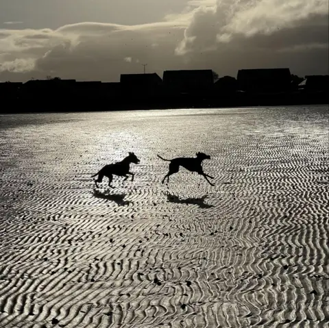 Caitlyn McDonald Two dogs running and playing on a rippled sandy beach during low tide, captured in silhouette against a bright reflective surface. The background shows dark building outlines and dramatic clouds with sunlight breaking through, creating a high-contrast scene