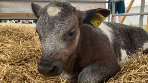 Rob Sykes/BBC A black and white calf laying on straw in an enclosure.