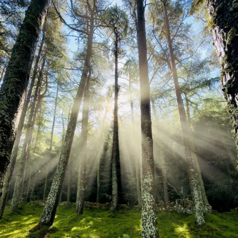 David May Sun streaming through a dense woodland of tall pine trees, creating dramatic rays of light that illuminate a lush, moss-covered forest floor. The tree trunks are speckled with lichen, and the scene has a peaceful, almost magical atmosphere.