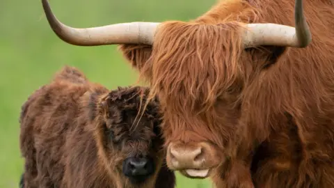PA Media Front view of a horned highland cow and a calf. The cow's shaggy ginger coat falls over its eyes, while the calf has shorter hair in darker shades of brown.