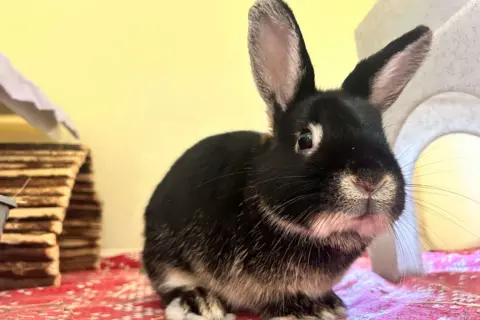 A black rabbit with cream markings around his eyes, nose mouth and ears. He's sat in a rabbit enclosure. 