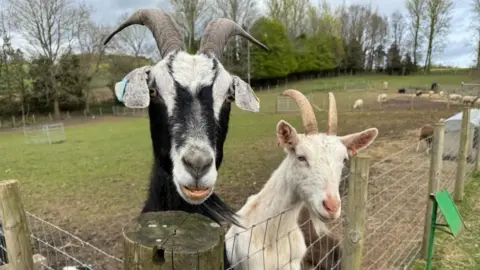 Photo of two goats - one black and white, and one white - peeking over the edge of a wire fence. They are leaning out of their green, grassy field, which has trees along the edge of it. The sky is cloudy and overcast. 