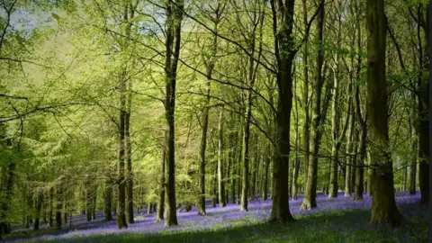 Nicky Farrington  Bluebells in Challock