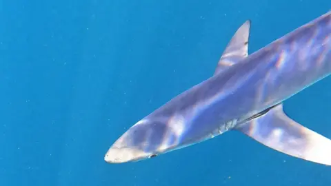 Dr Bryce Stewart A blue shark swimming in water