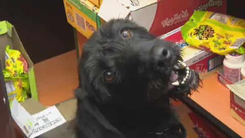 Boo is a handsome black labrador cross, staring open-mouthed at the camera in front of a shelf of colourful sweet brand packets.