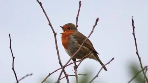 Douglas Maclauchlan A robin on a thin branch with its beak open in song, its red breast puffed out. There is a grey sky in the background.