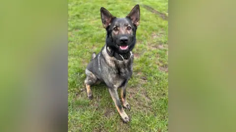 Leicestershire Police Tributes have been paid for police dog Zyla