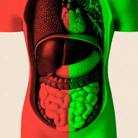 BBC A treated image of the human digestive system