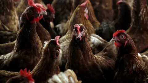 Reuters A close up of chickens in a barn.  They have brown and white feathers and look in good health.