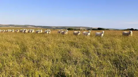 Samantha Edwards A line of sheep in a field of long grass