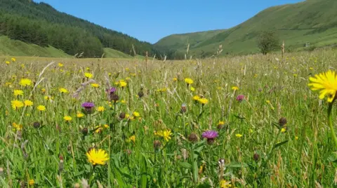 LDNPA A meadow with yellow and purple flowers amid tall grass in a valley. Hills can be seen on either side, with trees on the left slope. The sky is bright and blue with no clouds.
