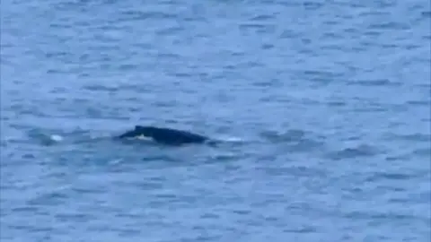 A humpback whale breaching in the sea