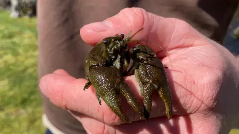 A crayfish being held before being re-introduced