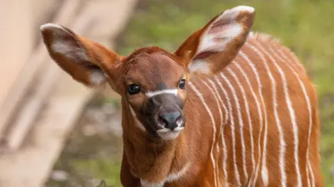 Gemma Davis/ Marwell Zoo A chestnut and white striped mountain bongo calf 