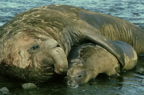 Getty Images - Doug Allan Adult elephant seal resting in shallow water beside a smaller seal, with wrinkled brown skin visible against a coastal shoreline and calm sea in the background