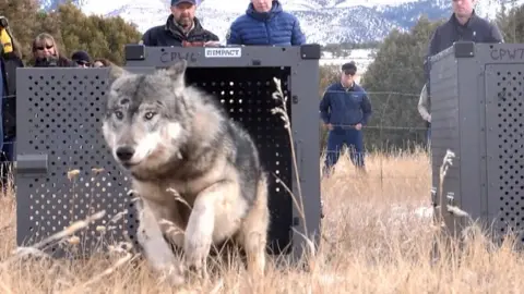 A wolf running out of a cage