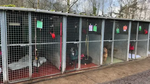 ELLEN KNIGHT/BBC A row of four kennels, with red floors and silver metal grates keeping the dogs inside, and a corrugated metal roof. Inside each kennel is a bed and a dog - from left, a black greyhound, a black and white lurcher, a brown Shar Pei, and another black greyhound. Beyond the kennels is a row of trees, and the sky is blue with a few clouds. 
