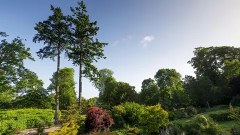 Burghley House Two tall trees standing among other trees and shrubs in the garden.