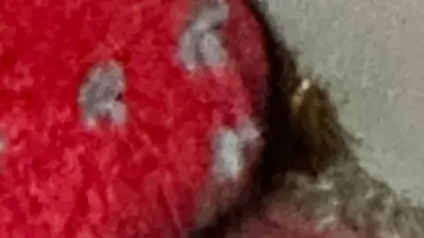 London Bus Forums A zoomed in image shows a cockroach next to the seat of London bus