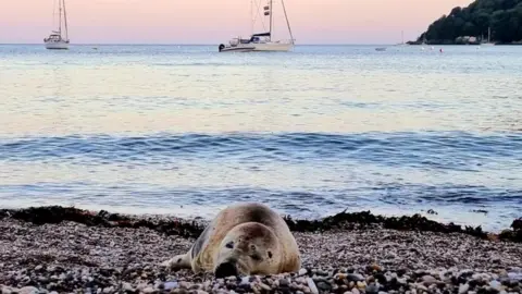 Rame Wildlife Rescue Network The seal resting on a beach