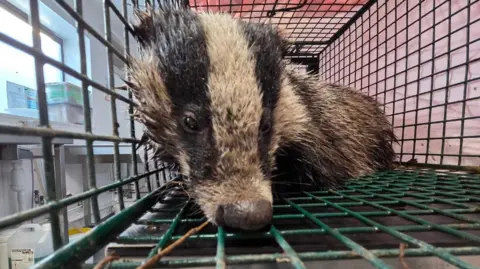 Secret World Wildlife Rescue A badger inside a cage at an animal sanctuary. It has dirty beige and black fur and a long black nose.