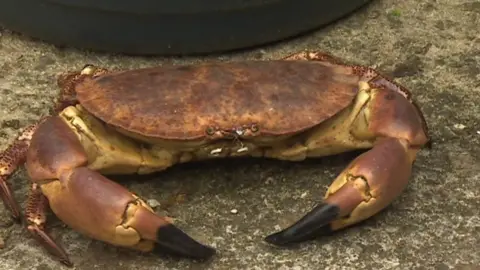 BBC Crab