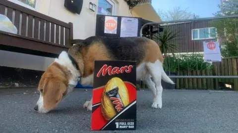 Beagle dog sniffing the ground with a Mars Easter egg in front of it